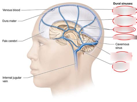 Veins Of The Brian Diagram Quizlet