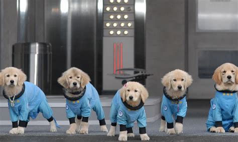 Space Buddies Where To Watch And Stream Online Entertainmentie