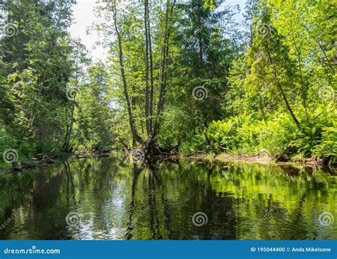 Landscape With Forest River Reflection View Green Forest River View