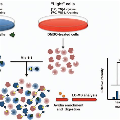 Basics Of Activity Based Protein Profiling Abpp A Schematic Of Abpp