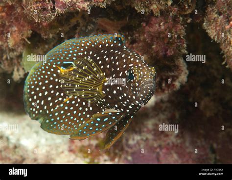 Comet Or Marine Betta Calloplesiops Altivelis Swimming Over Corals Of