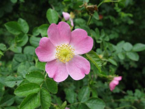 Briar Rose Flower Meaning