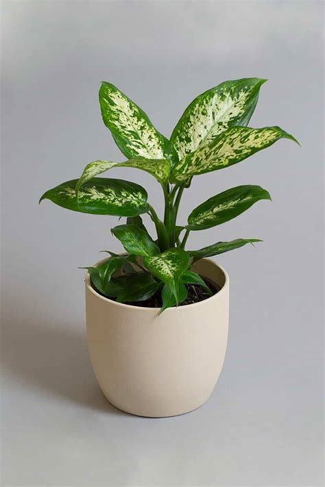 Dieffenbachia Compacta - Table Top - Indoor Plants | Plantshop.me