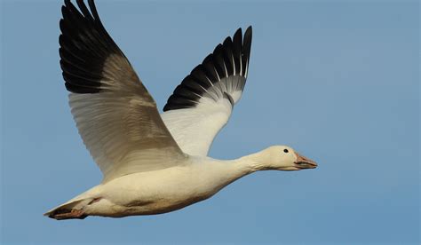 White Geese Breeds - Farmhouse Guide