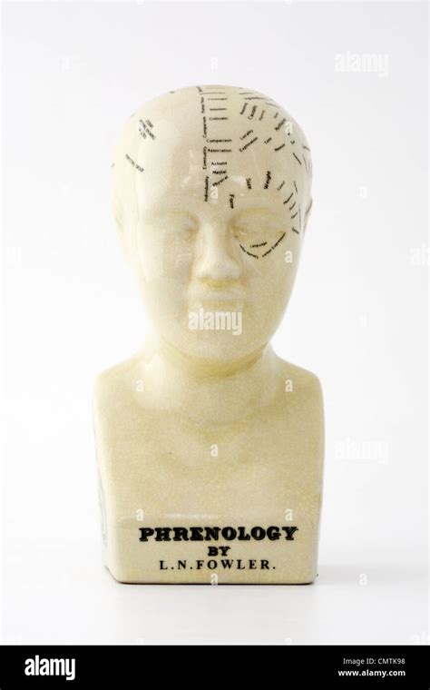 Phrenology bust on white background Stock Photo - Alamy