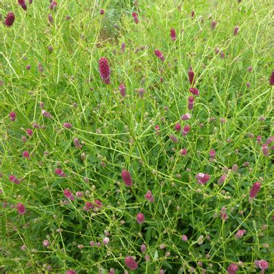 Japanse Pimpernel Sanguisorba Obtusa Chocolate Tipp Planten