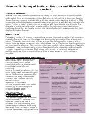 Exercise 26 Survey Of Protists Protozoa And Slime Molds Handout 1 1 1