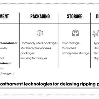 Value Chain Flowchart Of Mango Supply In Developing Country