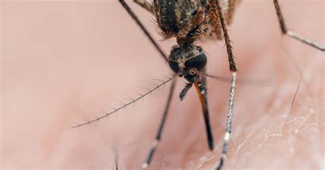 Tropische Bedrohung Wie gefährlich ist das Dengue Fieber Virus WEB DE