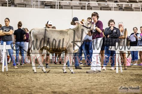 Milking Shorthorn Brown Swiss Jersey Lindsay Hanewich Photography