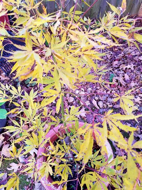 Buy Acer Palmatum Fascination Japanese Maple — Mr Maple │ Buy Japanese Maple Trees