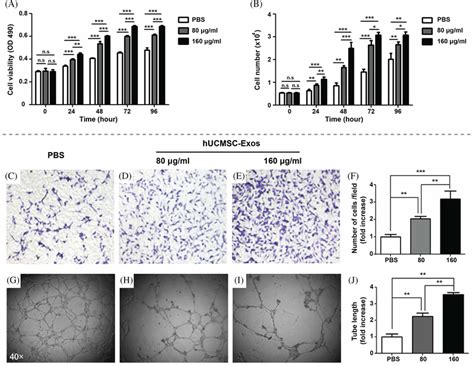 Hucmscexos Dosedependently Promote The Proliferation Migration And