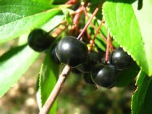 Aronia Berry Benefits for Healthy Diet - Be in shape