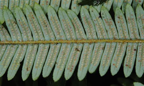 Sticherus Hirtus Ferns And Lycophytes Of The World