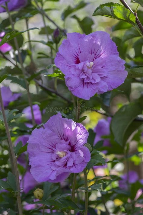 Hibiscus Syriacus Korean Rose Of Syrische Ketmia Shrub In Bloom