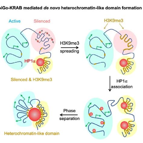 A Model For Genome Organization Mediated By H3k9me3 In Living Cells