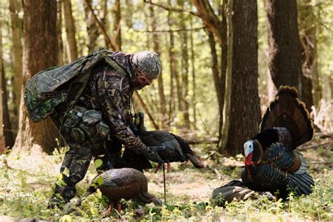 How To Hunt Wild Turkey Sail Blog