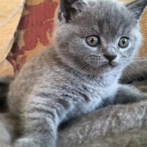 Vand Pisica British Shorthair Cluj - Blog Pisica