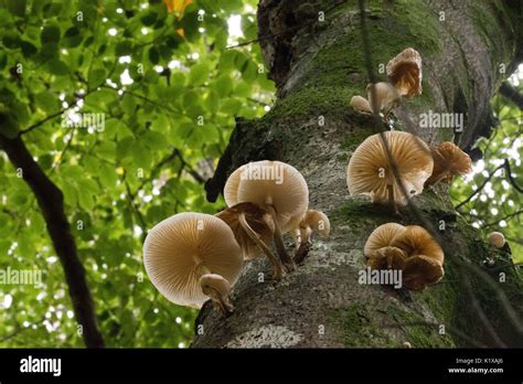 Cluster Of Porcelain Fungi Oudemansiella Mucida On The Trunk Of A