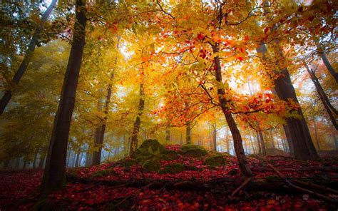 Sfondi Luce Del Sole Alberi Paesaggio Colorato Autunno Le Foglie