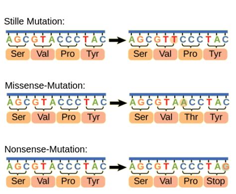 Punktmutationen - Labster Theory