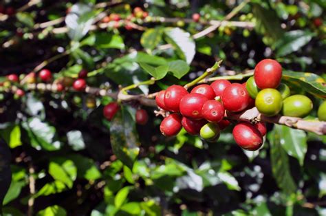 Vacationing On A Real Life Coffee Farm In Costa Rica The Costa Rican