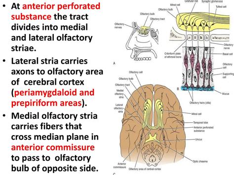 Ppt Olfactory Nerve Powerpoint Presentation Free Download Id2084320