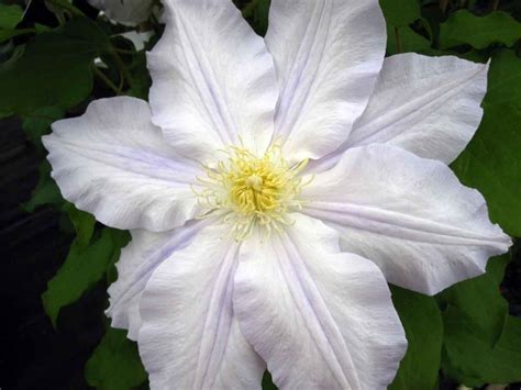 Shade Tolerant Clematis Superior Quality Climbers Thorncroftclematis