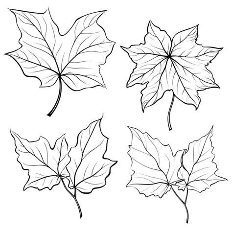 Premium Photo Hand Drawn Ivy Leaf Outlines Black Color On White