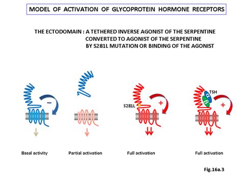 Receptors, Thyrotropin; Thyroid Stimulating Hormone Receptors ...