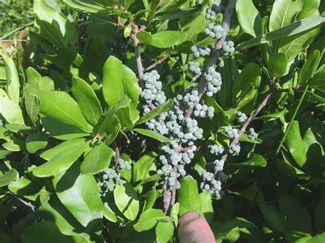 10 Medicinal Health Benefits Of Myrica Caroliniensis Southern Bayberry