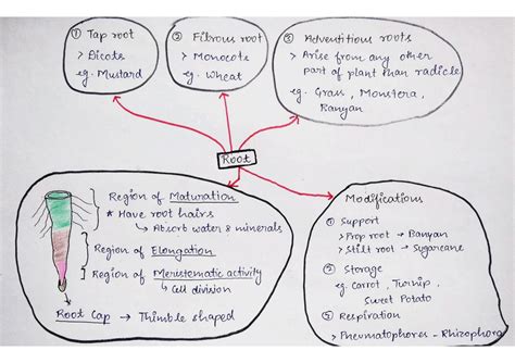 SOLUTION Mind Map Morphology Of Flowering Plants Studypool