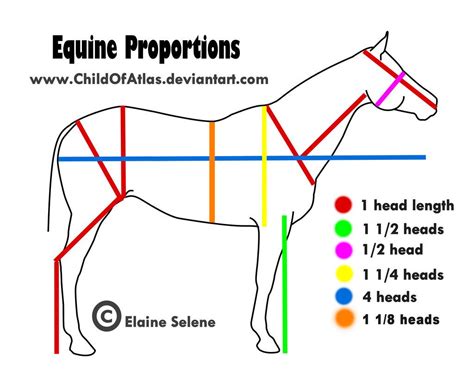 Art And Reference Point Horse Anatomy Horses Horse Drawings