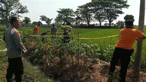 Kakek Pencari Rumput Di Madiun Tewas Tersengat Listrik