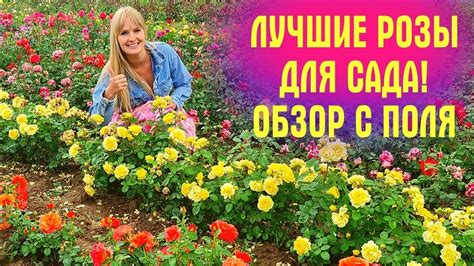 Выбираете РОЗЫ? Этот РОЛИК ДЛЯ ВАС! ШИКАРНЫЕ розы, цветущие в поле ...