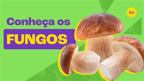 Conheça o REINO FUNGI | Resumo - YouTube