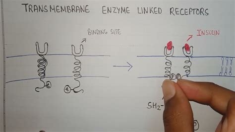 Transmembrane Enzyme Linked Receptor Pharmacology Shorts Youtube