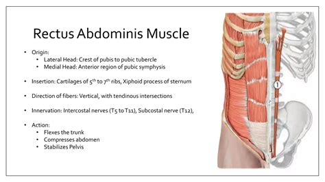 Surgical Anatomy Of Anterior Abdominal Wall And Inguinal Ppt