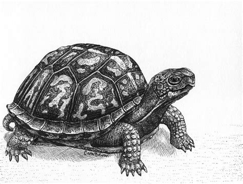 Realistic Turtle Drawing At Explore Collection Of