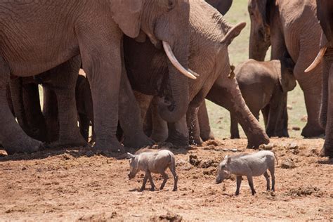 Budget Travel In Addo Elephant Park Budget Travel Guide