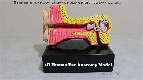 Step By Step How To Make 3d Human Ear Anatomy Modeldiagram 5 Steps