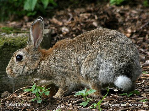 Oryctolagus Cuniculus Pictures European Rabbit Common Rabbit Images