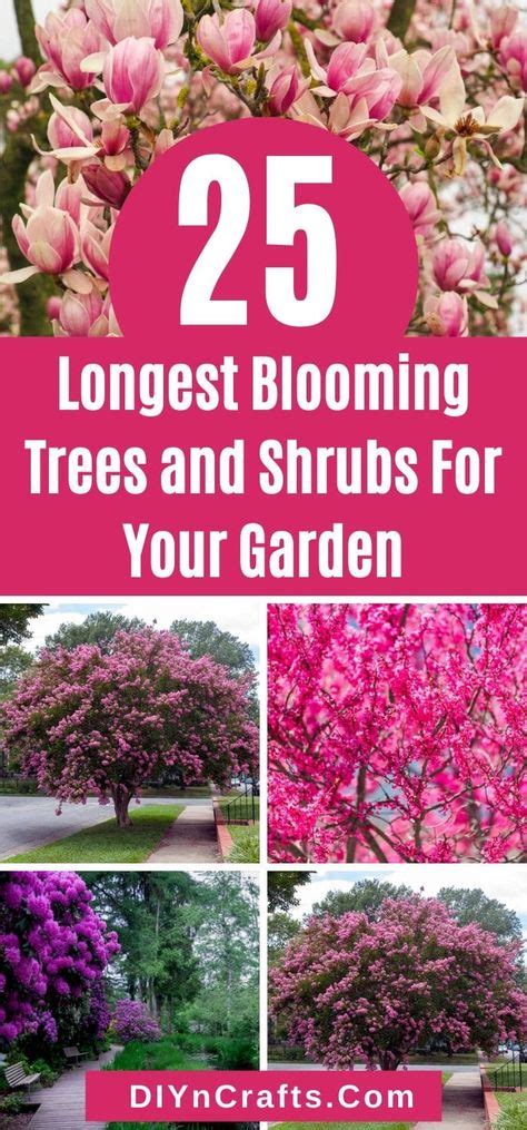 Make Your Garden More Colorful By Picking Some Vibrant Flowering Trees