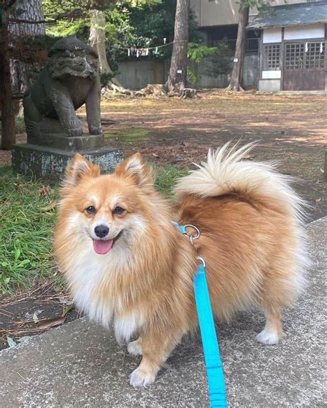 Corgi Pom Corgi And Pomeranian Mix Info Pictures Facts Faqs And More