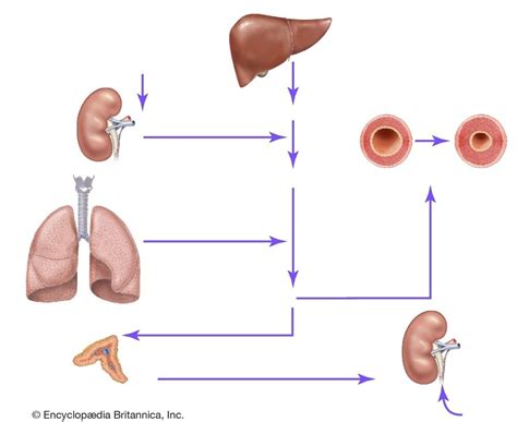 Renin Angiotensin Aldosterone System Diagram Quizlet