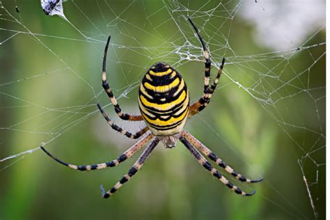 Professional House Spider Treatment Signs and Solutions | Blog