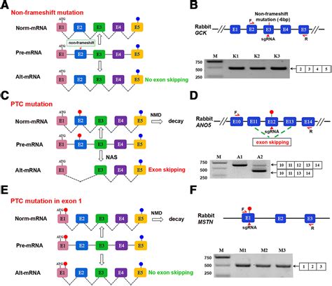 Crispr Induced Exon Skipping Is Dependent On Premature Termination