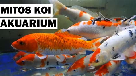 Mitos Tentang Memelihara Ikan Koi Dalam Akuarium Youtube