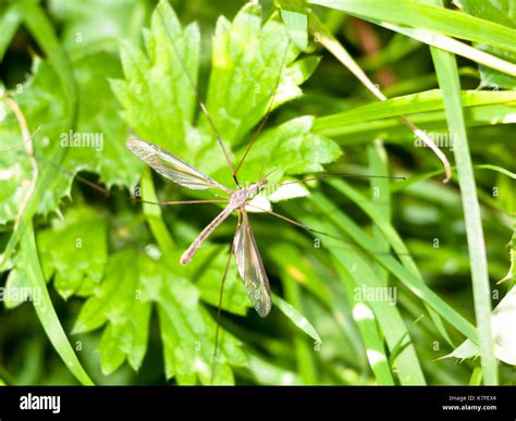 Daddy Long Legs Crane Fly Tipulidae Close Up England Uk Stock Photo