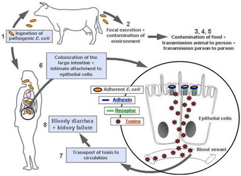 Pathogenesis Ecl The Escherichia Coli Laboratory